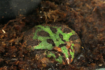 High angle view of frog on land