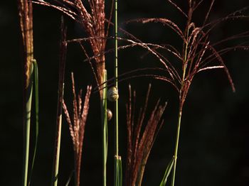 Close-up of stalks on tree at night