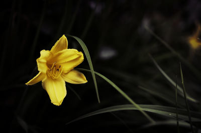 Close-up of yellow flower blooming outdoors