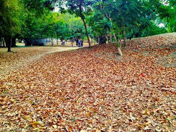 Fallen leaves on street