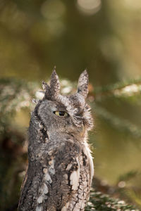 Close-up portrait of owl