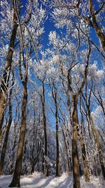 Low angle view of trees on snow covered landscape