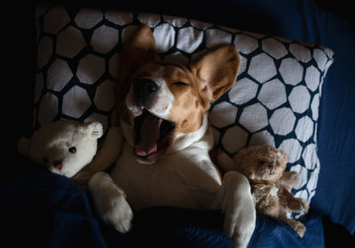 dog