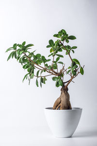 Bonsai tree isolated on white background. traditional japanese art of growing small plant in pot