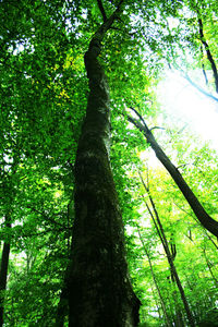 Low angle view of trees in forest