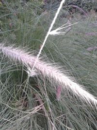 Close-up of crops growing on field