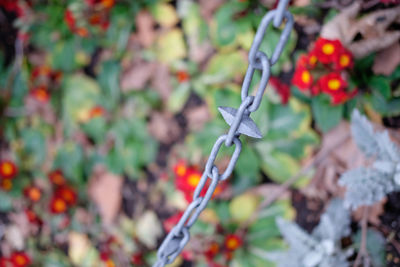 Close-up of plants