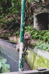 Monkey sitting on a tree