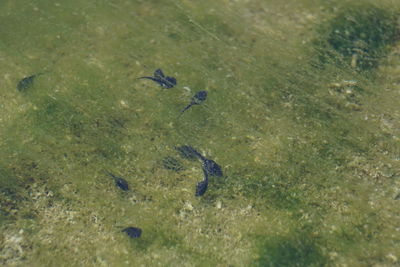 High angle view of bird on grass