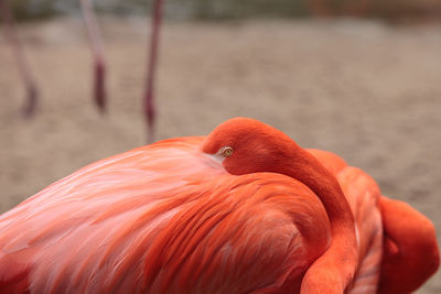 Close-up of red bird