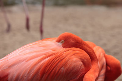 Close-up of flamingo