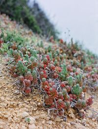 Close-up of berries growing on field