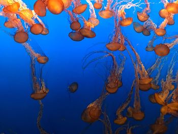 Close-up of jellyfish swimming in sea