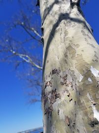 Low angle view of tree trunk against clear blue sky