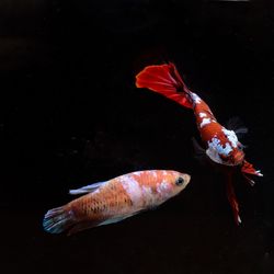 Close-up of fish swimming in sea