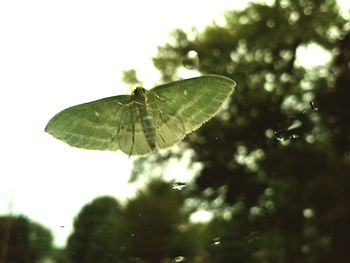 Close-up of insect on leaf