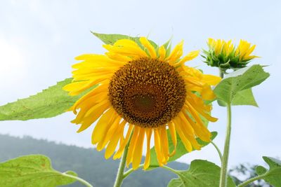 Close-up of fresh sunflower blooming against sky