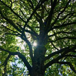 Low angle view of sunlight streaming through tree