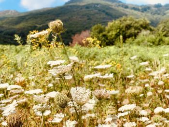 Scenic view of flowering plants on land