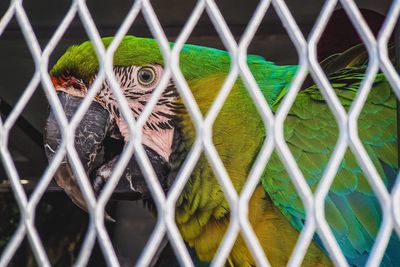 Close-up of parrot in cage