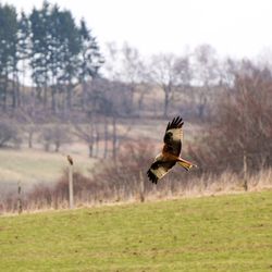 Bird flying over a field