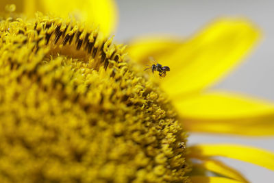 Close-up of bee pollinating on yellow flower