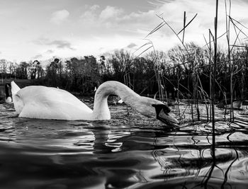 Black and white monochrome mute swan swans pair low-level water side view macro animal background