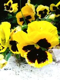 Close-up of yellow flowers