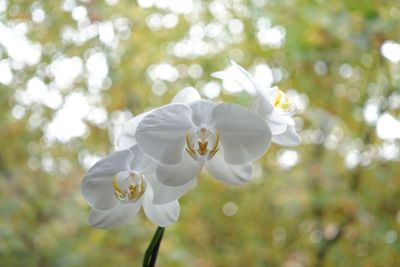 Close-up of white flowers blooming outdoors