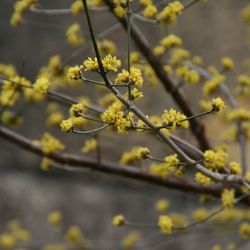 Close-up of yellow flower