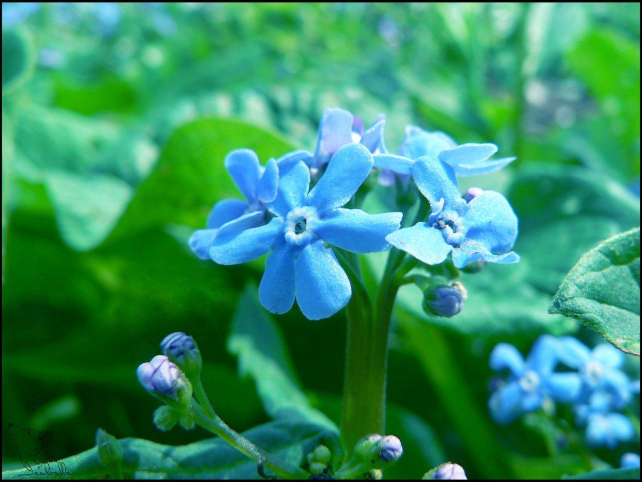 flower, freshness, purple, fragility, petal, growth, flower head, beauty in nature, focus on foreground, close-up, blue, blooming, plant, nature, leaf, in bloom, park - man made space, green color, day, outdoors