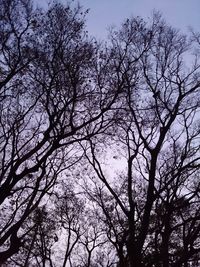 Low angle view of bare trees against clear sky