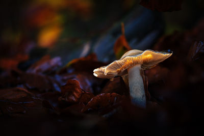 Close-up of mushroom growing on land