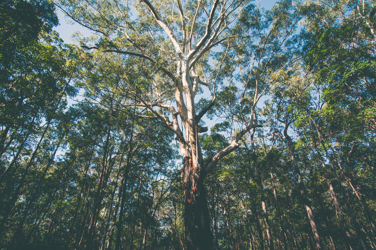 LOW ANGLE VIEW OF TREES AGAINST SKY