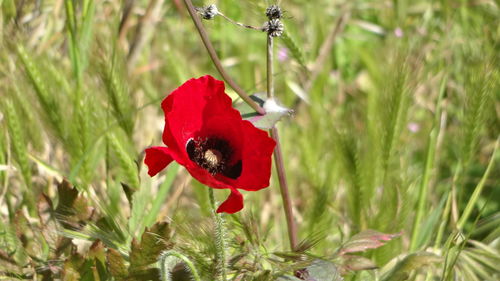Close-up of red poppy on flower