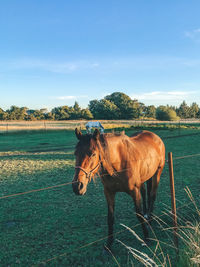 Horse standing in ranch against sky