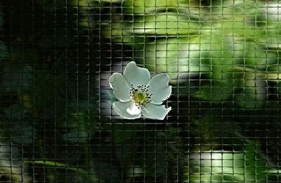 Close-up of white flowers