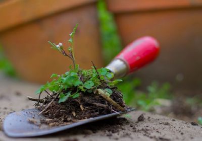 Close-up of potted plant