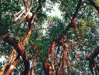 Low angle view of trees in forest against sky