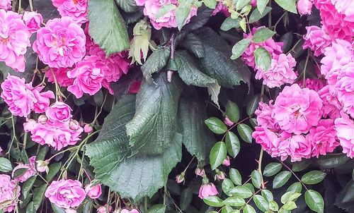 Close-up of pink flowers