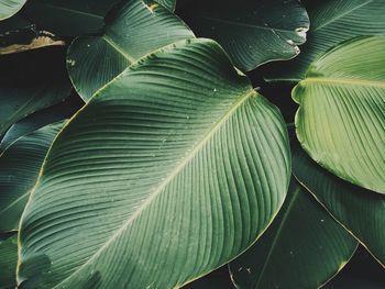 Full frame shot of green leaves