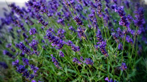 Close-up of purple flowers