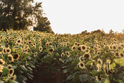 Close-up of sunflower field against clear sky