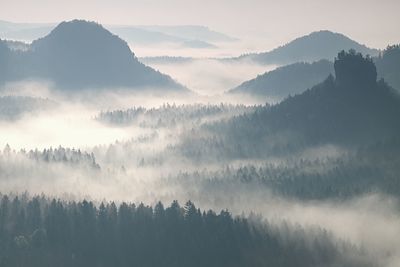 Panoramic view of trees in forest against sky