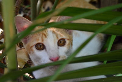 Portrait of cat seen through grass