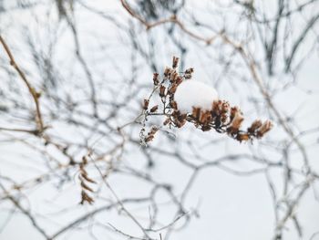 Close-up of snow covered plant