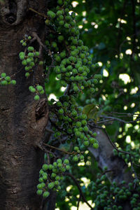 Close-up of grapes growing in vineyard