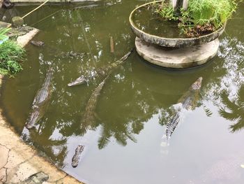 High angle view of plants floating on lake