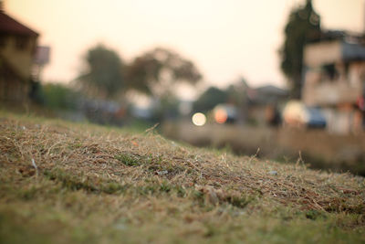 Close-up of grass on field