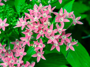 Close-up of red flowering plant leaves